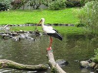 IMG 4557  Vogelpark Walsrode