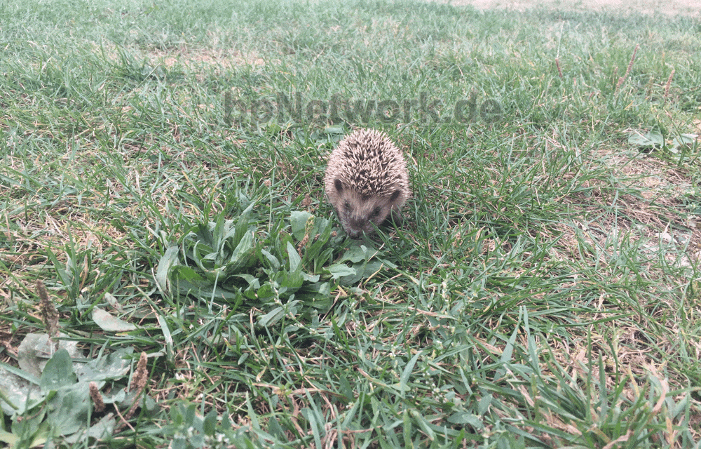 Flug­stun­de Nr.24 – Igel erweicht unser Herz