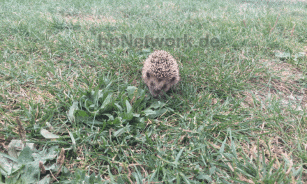 Flug­stun­de Nr.24 – Igel erweicht unser Herz